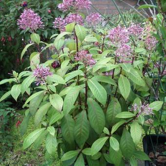 Fuchsia paniculata