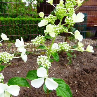 Hydrangea paniculata 'White Lady'