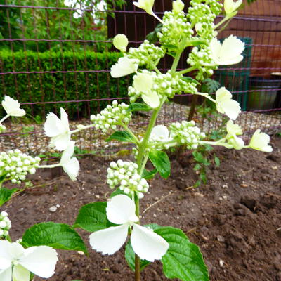 Hydrangea paniculata 'White Lady' - 