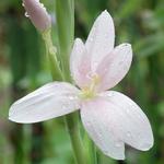 Hesperantha coccinea 'Pink Princess' - 