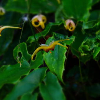 Epimedium Wushanense 'Caramel'