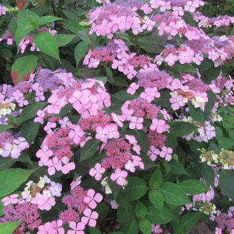 Hydrangea serrata 'Isusai jaku'