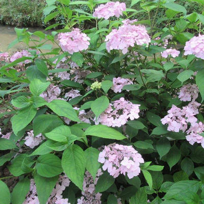 Hydrangea serrata 'Blue Deckle' - 