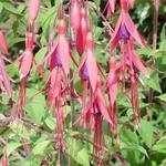 Fuchsia regia subsp. regia - Fuchsia regia subsp. regia