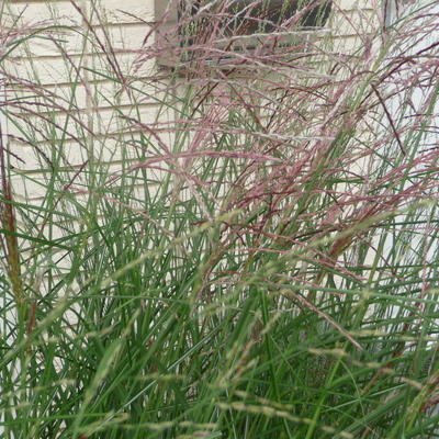 Miscanthus sinensis 'Kleine Fontäne'