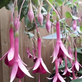 Fuchsia 'Remembering Claire'