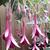 Fuchsia 'Remembering Claire'