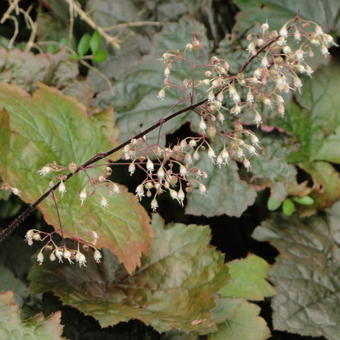 Heuchera micrantha 'Palace Purple'