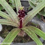 Eucomis vandermerwei - 