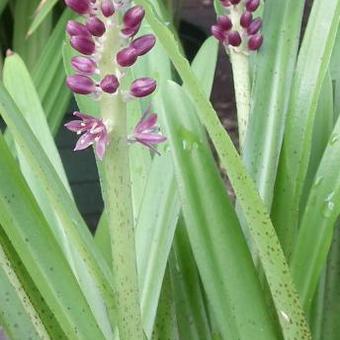 Eucomis comosa 'Leia'