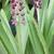 Eucomis comosa 'Leia'