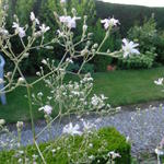 Gypsophila pacifica - Gypsophila perfoliata var. latifolia