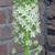 Eucomis pole-evansii