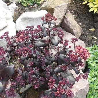 Sedum 'TOUCHDOWN Teak'