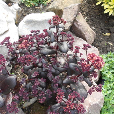 Sedum 'TOUCHDOWN Teak'