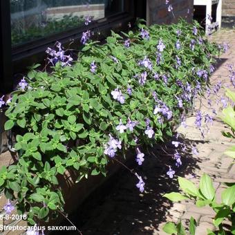 Streptocarpus saxorum