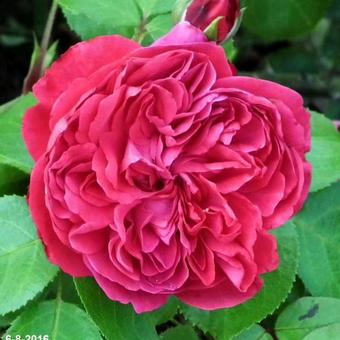 Rosa 'Red Leonardo da Vinci'