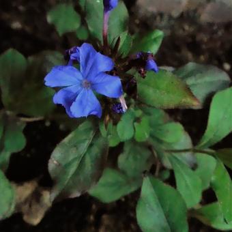 Ceratostigma plumbaginoides