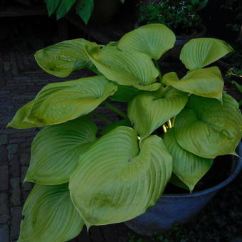 Hosta 'Sum and Substance'