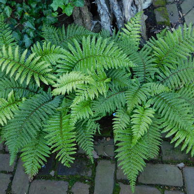 Polystichum polyblepharum 'Jade'  - 