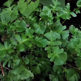 Persicaria runcinata Needham's form