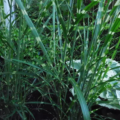 Miscanthus sinensis 'Strictus'         