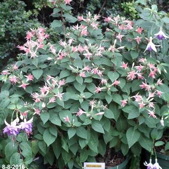 Fuchsia 'Walz Jubelteen'