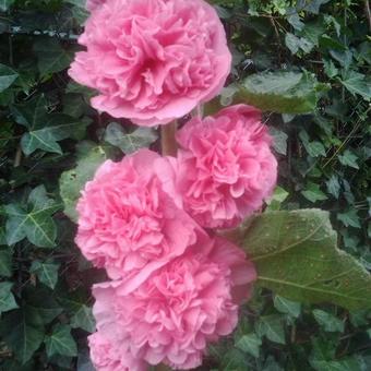 Alcea rosea 'Pleniflora'