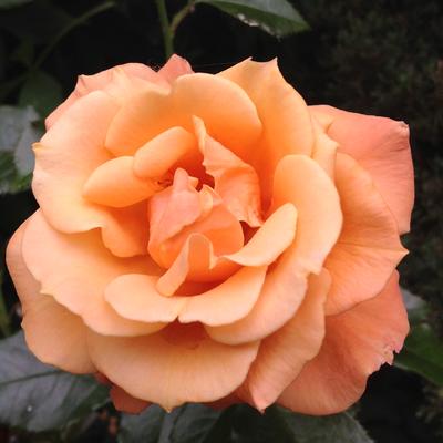 Rosa 'Gloria van Groengilde' - 