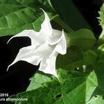 Datura stramonium - Gemeiner Stechapfel