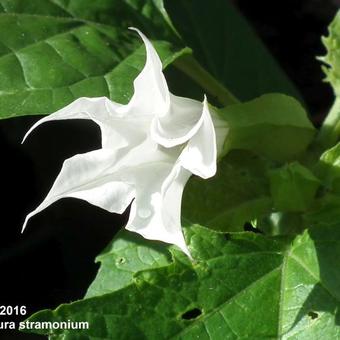 Datura stramonium