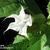 Datura stramonium