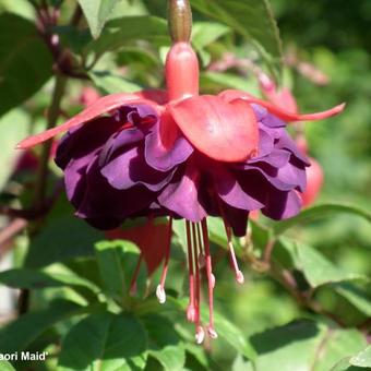 Fuchsia 'Maori Maid'