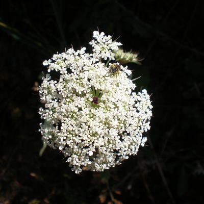 carotte - Daucus carota