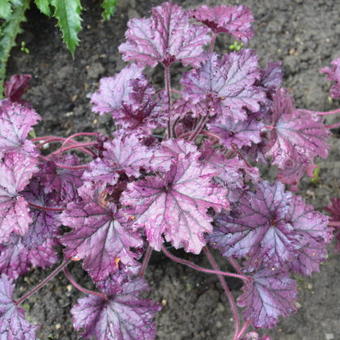 Heuchera 'FOREVER Purple'