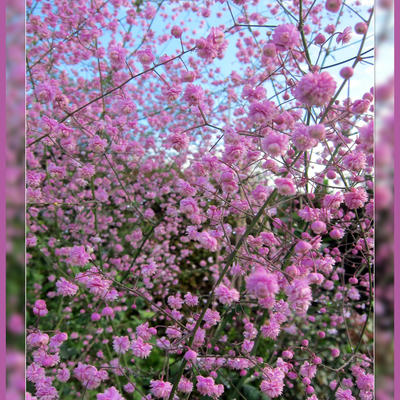 Thalictrum delavayi 'Hewitt's Double'