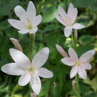 Hesperantha coccinea 'Pink Princess'