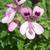 Pelargonium 'Royal Oak'