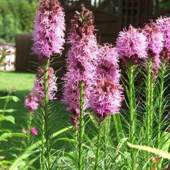 Liatris spicata 'Kobold'