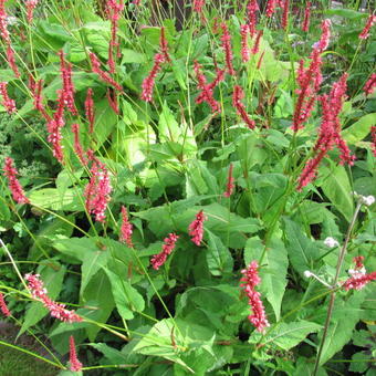 Persicaria amplexicaulis 'Orange Field'