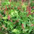 Persicaria amplexicaulis 'Orange Field'