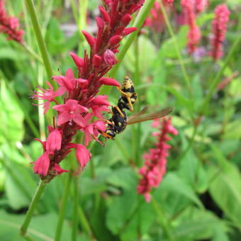 Persicaria amplexicaulis 'Orange Field'