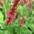 Persicaria amplexicaulis 'Orange Field'