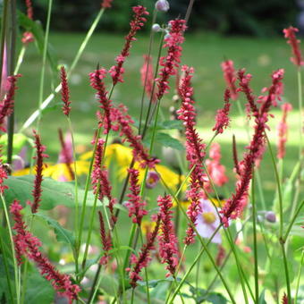 Persicaria amplexicaulis 'Orange Field'