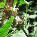 Galeopsis tetrahit  - Gemeiner Hohlzahn