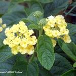 Lantana camara 'LUCKY Yellow' - 