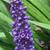 Liriope muscari 'Moneymaker'