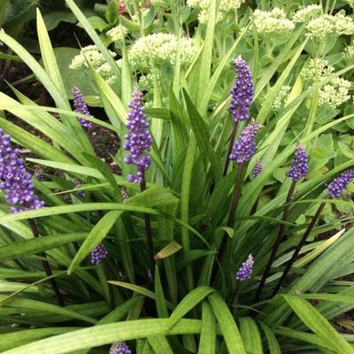 Liriope muscari 'Moneymaker' - Liriope muscari 'Moneymaker'