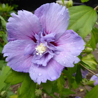 Hibiscus syriacus 'Blue CHIFFON'