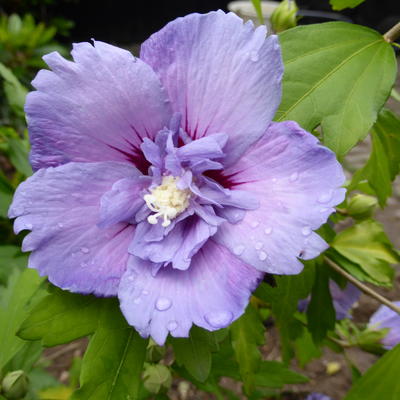 Hibiscus syriacus 'Blue CHIFFON' - Hibiscus syriacus 'Blue CHIFFON'